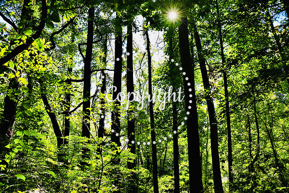 IMG_1283 Brandywine Park Sunburst